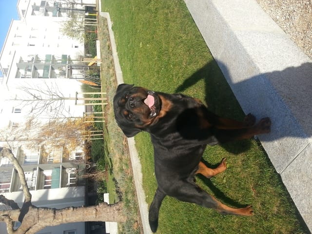 Recherche femelle pour saillie! 