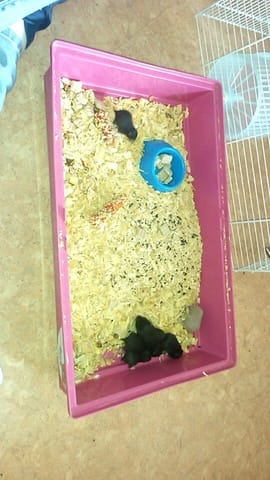 Bébé hamster 14 jours sans couleur