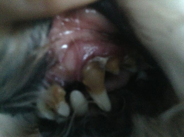 Gencives rouges & traitements homéopathiques simples