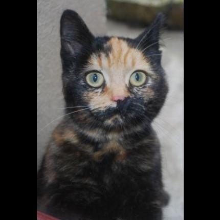 annonce bizarre : couleur d'un chat