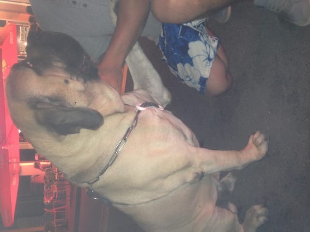 recherche candidat pour tester un harnais pour les chiens qui tirent en laisse