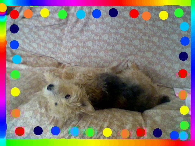 Concours pour toutes les femelles !