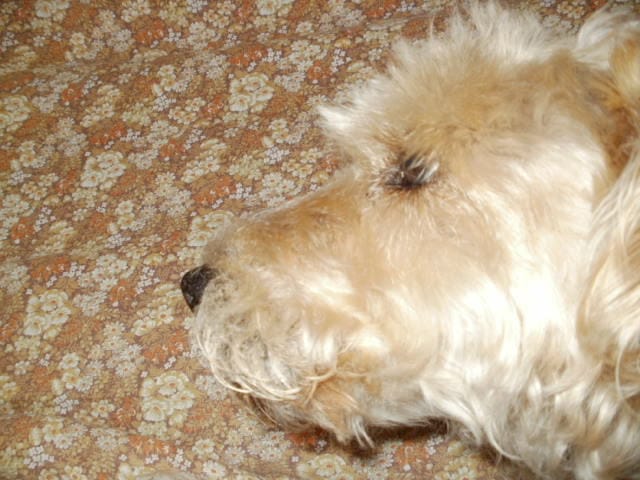 Mon chien à mauvaise haleine