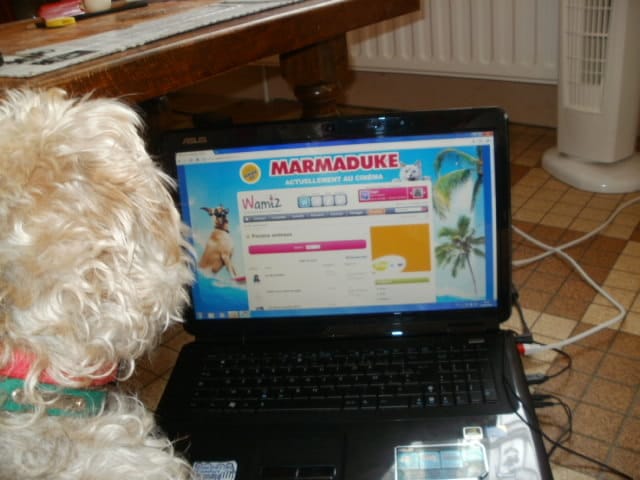 Concours : Votre animal sur Wamiz!