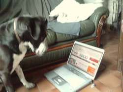 VOTE-Concour votre animal sur wamiz