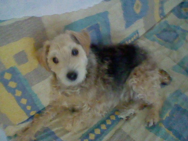 Jeu"Invention nouvelles races"