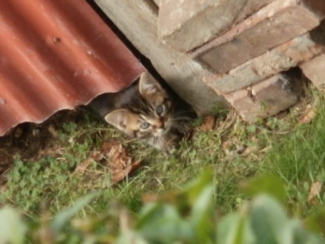 Trois chats dans notre cour