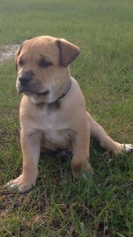 Race de chien