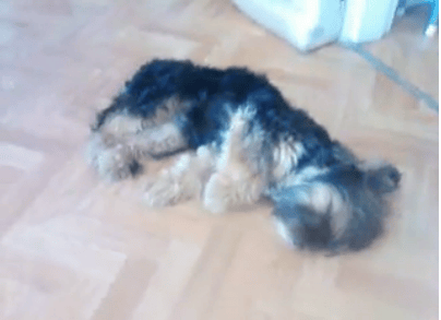Adopter un chien auprès d'une famille d'accueil