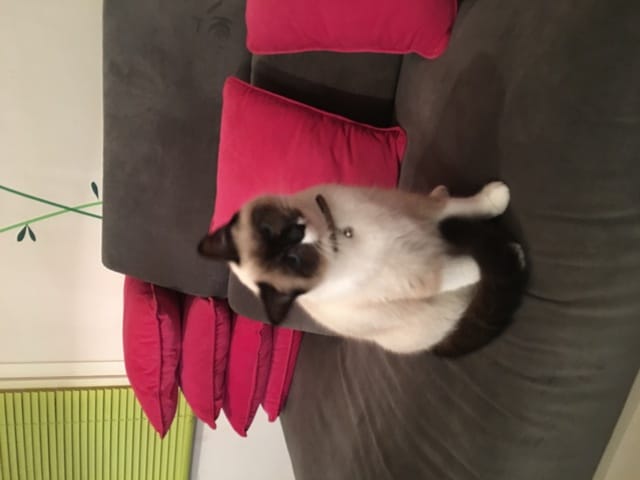 Quelle race de chat ?