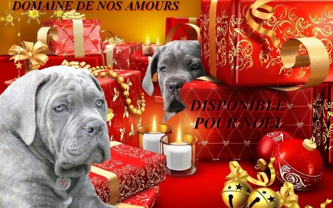 Webcam en direct sur les chiots