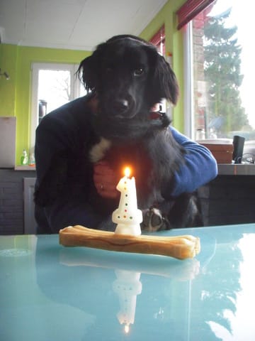 aujourd'hui c'est mon anniversaire