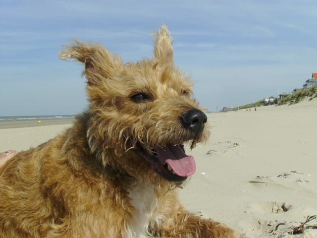 recherche race de chien