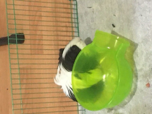 Pourquoi mon cochon d'inde reste t'il comme sa meme dans sa maison