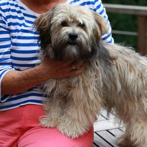 Avec quel produit naturel puis-je démêler mon Lhassa?