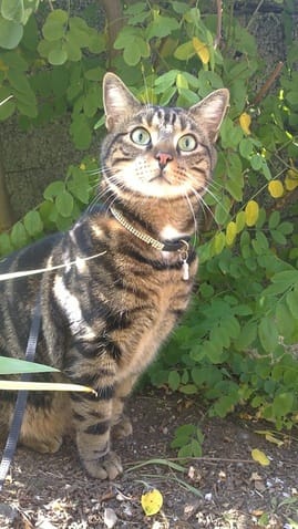 Chat perdu (56)