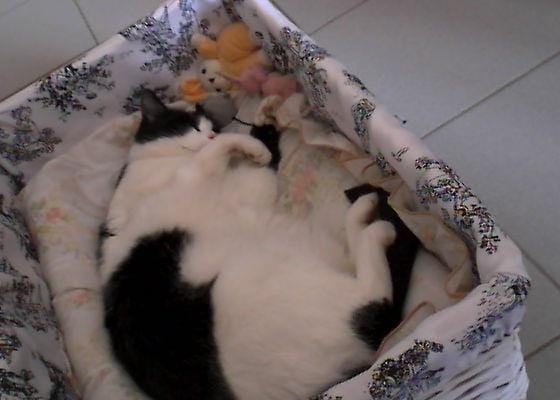 la teigne sur le chat