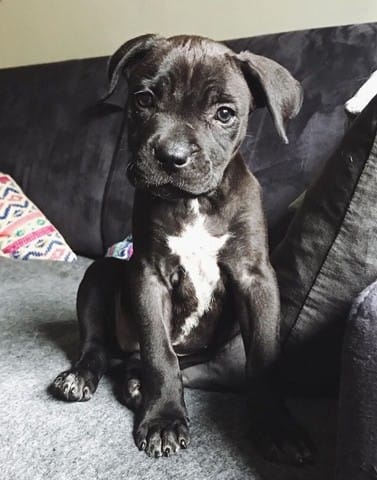 Staffie ou Amstaff
