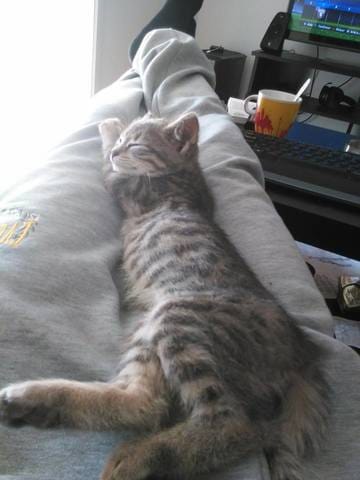 Pils court ou mi-long ?