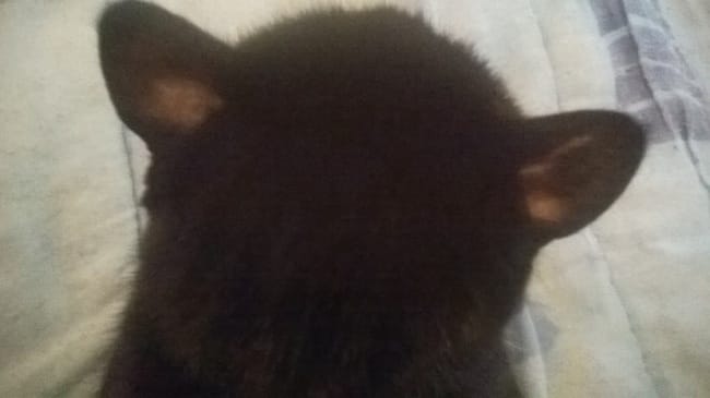 Ma minette perd c poil