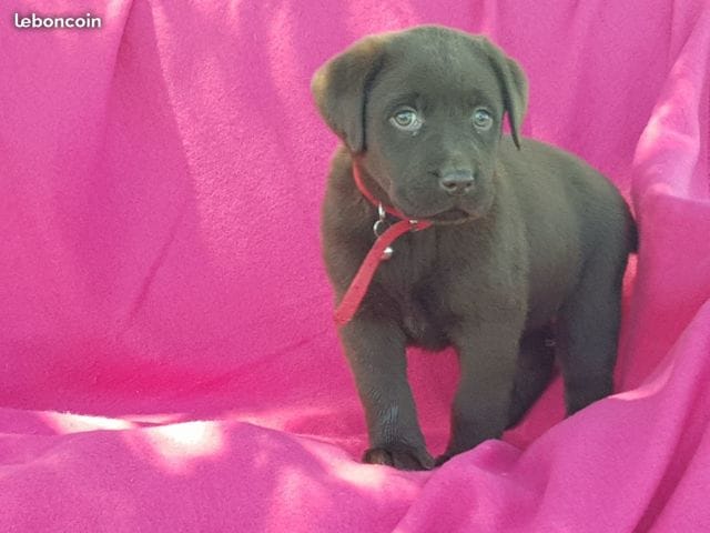 Labrador retriever