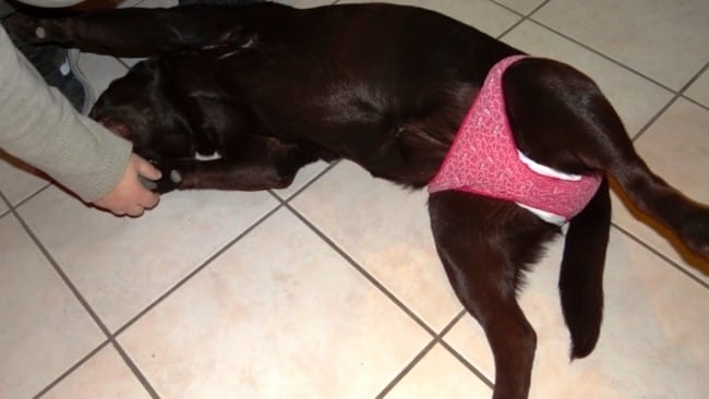 ma chienne disjoncte ce soir ..