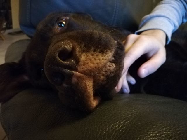 le museau et pattes d' Oxane gros souci