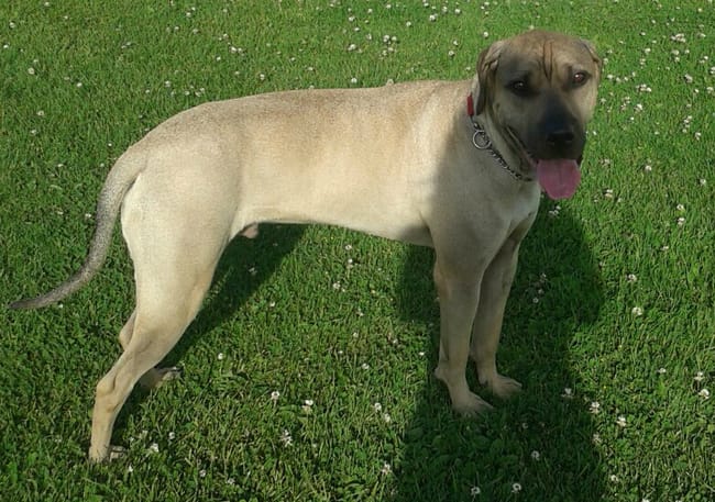 Comment savoir la race de mon chien ? 