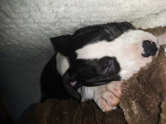 Permis Catégorie 2 ?