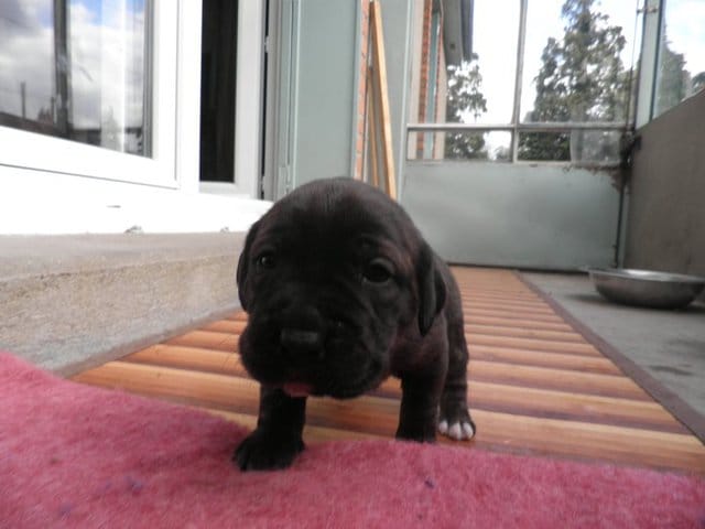 Ma chienne n'est pas sevrée, que faire ?