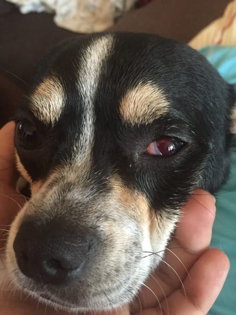 Mon chien a un œil rouge