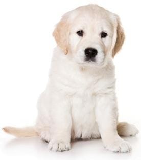 quelle race s'entend avec un golden ?