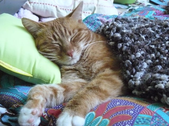 taiga et volute decouvrent ...