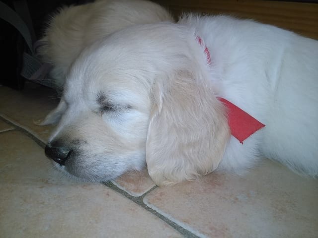 qui est le plus beau?