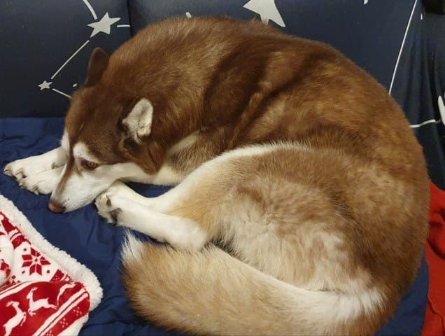 husky siberien pour reproduction