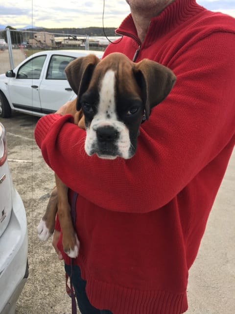 Quelles recours contre un vendeur de chiot espagnol ?