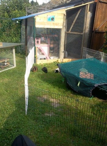 Voici des photos des maisons d'été de mes cochons d'inde