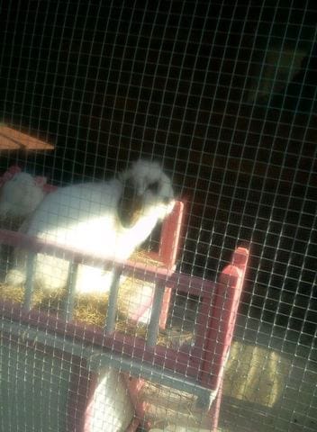 Photo de mon Petit lapin twinny 