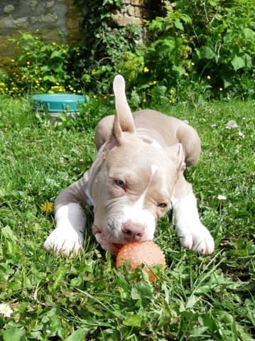 Oreille qui se redresse