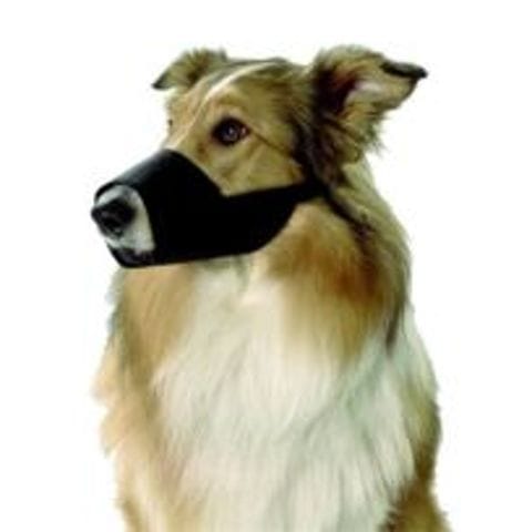 Muselière pour mon chien d'attaque, grand prédateur