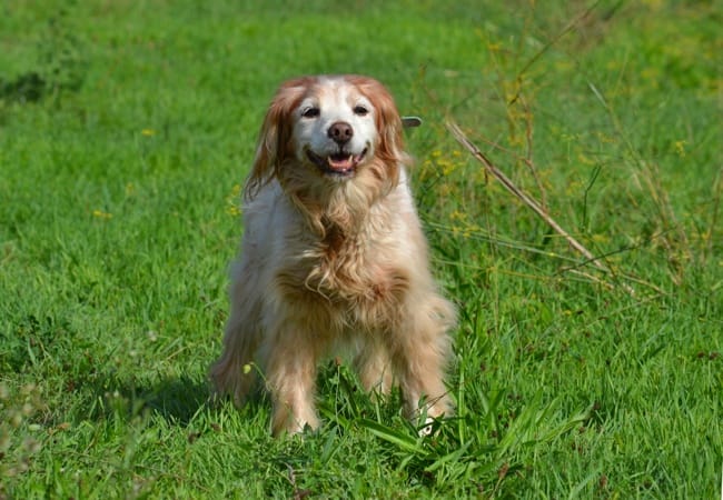 Devinez l'âge de cette chienne