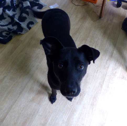 A adopter dans le 57  Holiday adorable chienne croisée labrador/malinois.