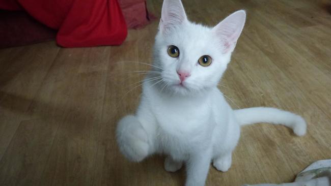 Metz : 2 chatons mâle blanc à  adopter