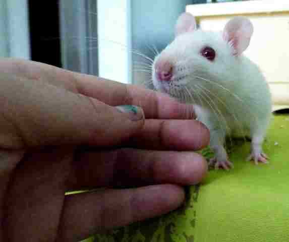 A Adopter Rat Mâle, 10 semaines (disponible maintenant) Metz 57