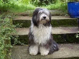 Une portée prévue ? (Signer DrMinette pour ma Bounty)