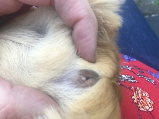 Besoin d’Aide pour le sexage avant la fin de la quarantaine