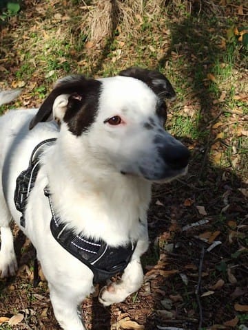 Quel est le croisement de mon chien