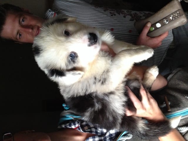 Les yeux de mon chiot...