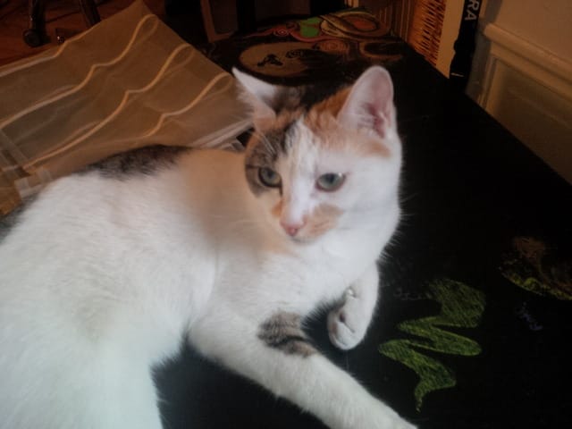 cherche chat mâle pour saillie