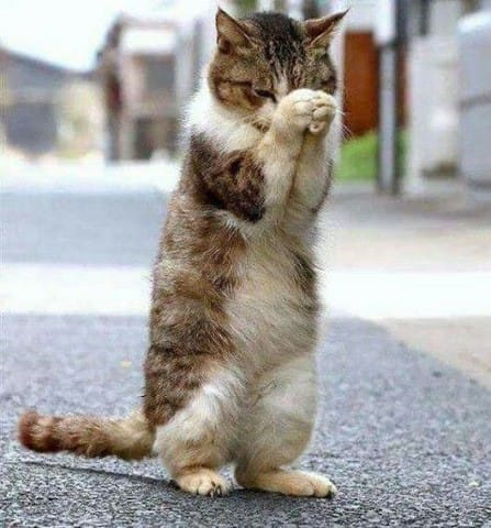 Pourquoi mon chat "prie" ?